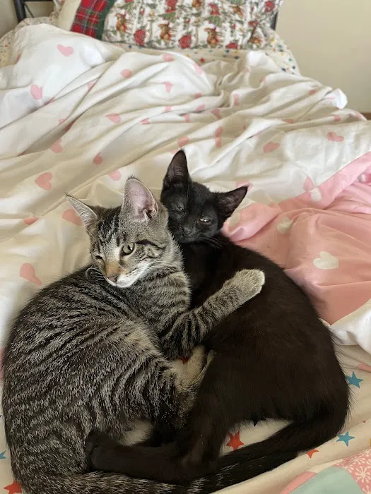 Animal Friends Alliance 4