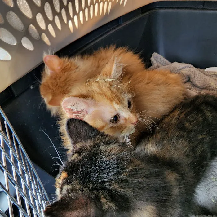 Animal Friends Alliance 9