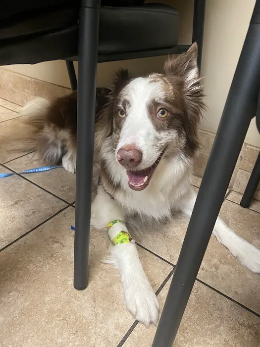 Fort Collins Veterinary Emergency Hospital 1