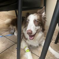 Fort Collins Veterinary Emergency Hospital ico
