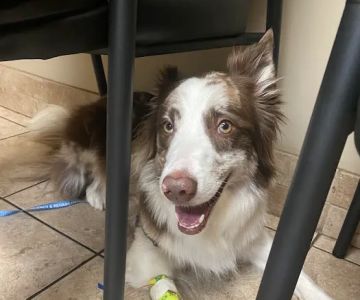 Fort Collins Veterinary Emergency Hospital