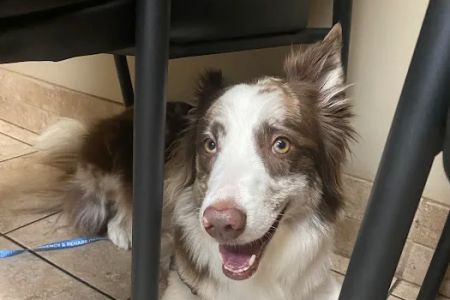Fort Collins Veterinary Emergency Hospital