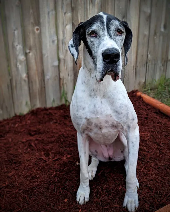 Animal Hospital of Colorado 5