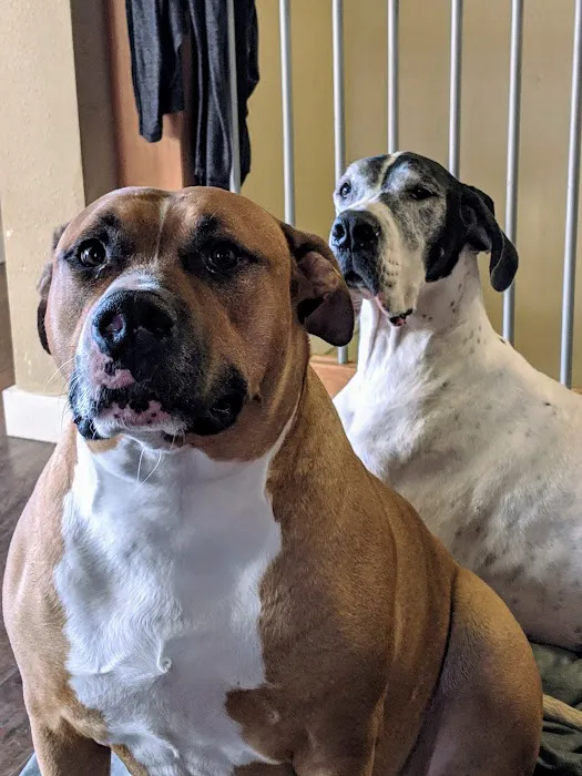 Animal Hospital of Colorado 4