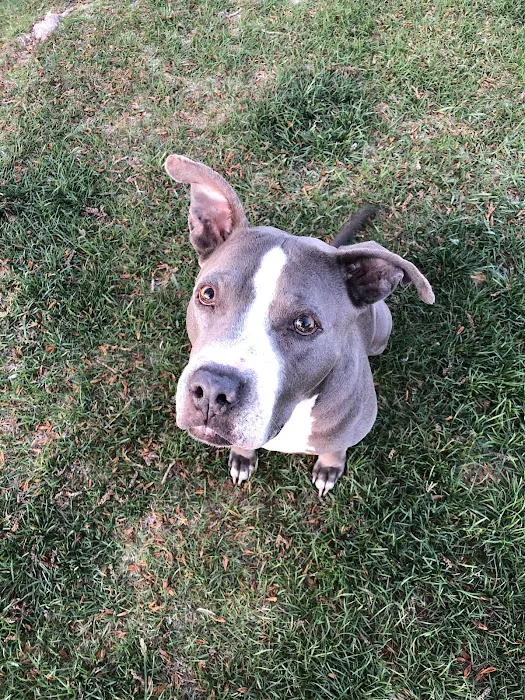 Animal Hospital of Colorado 7