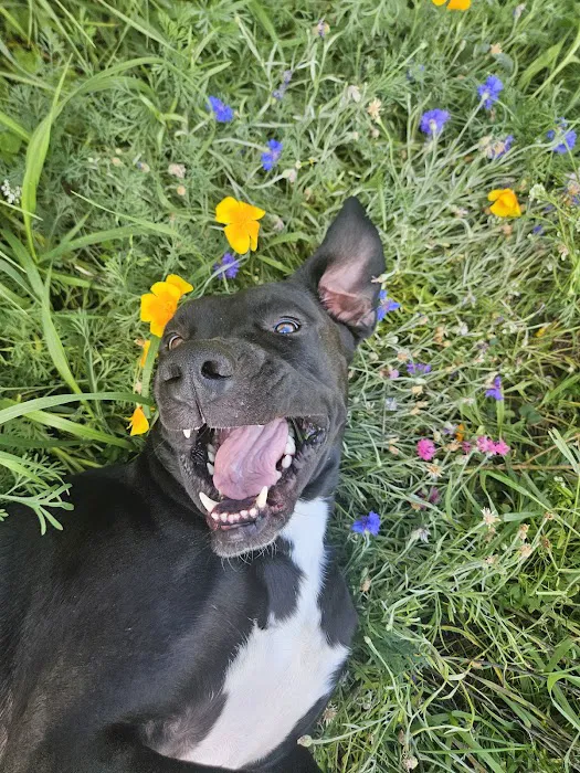 Animal Hospital of Colorado 1