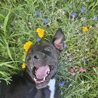 Animal Hospital of Colorado ico