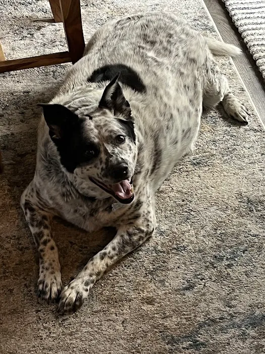 Animal Hospital of Colorado 10