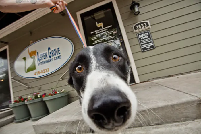 Aspen Grove Veterinary Care 5