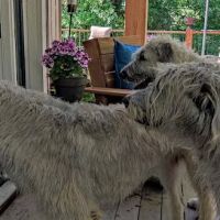 Poudre River Veterinary Clinic ico
