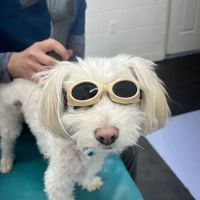Optimal Animal Health ico