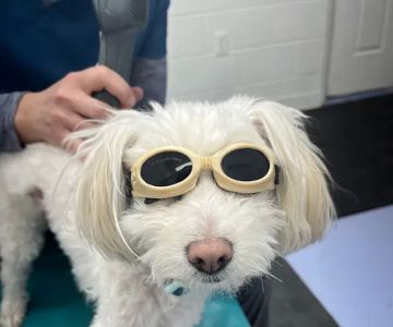 Optimal Animal Health