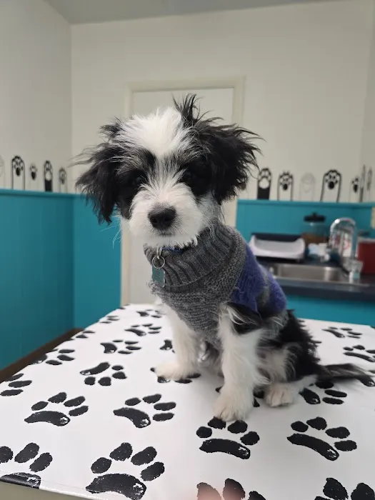 Airway Veterinary Hospital Colorado Springs 6