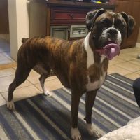 Airway Veterinary Hospital Colorado Springs ico