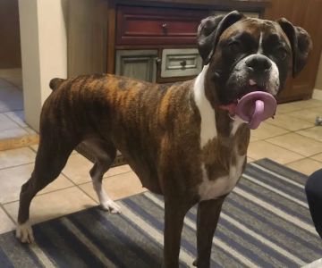 Airway Veterinary Hospital Colorado Springs