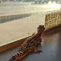Pikes Peak Veterinary Clinic ico
