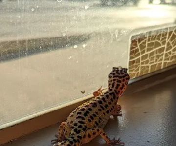 Pikes Peak Veterinary Clinic