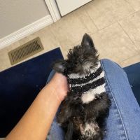 Banfield Pet Hospital ico
