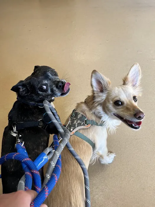 Bijou Animal Hospital PC 5