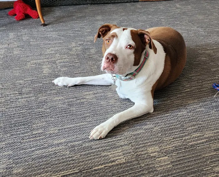 Bijou Animal Hospital PC 4