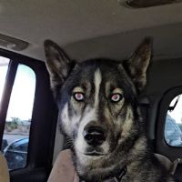 Bijou Animal Hospital PC ico