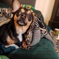 Fillmore Veterinary Hospital ico