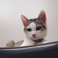 Precious Paws Animal Hospital ico