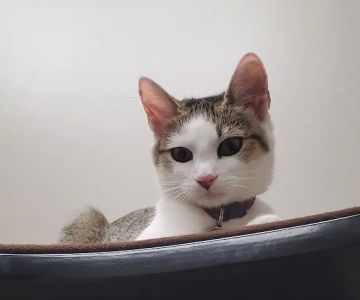 Precious Paws Animal Hospital