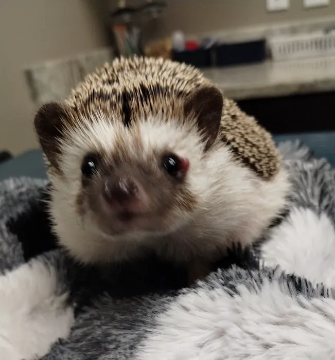 Precious Paws Animal Hospital 5