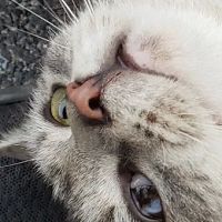 VCA Delmarva Animal Hospital ico