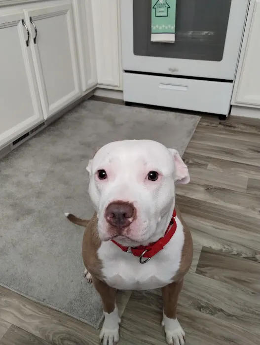 VCA Delmarva Animal Hospital 5