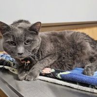Berlin Animal Hospital ico