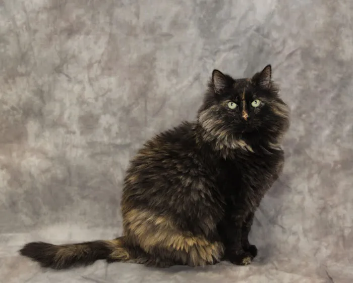 Northside Veterinary Clinic 12
