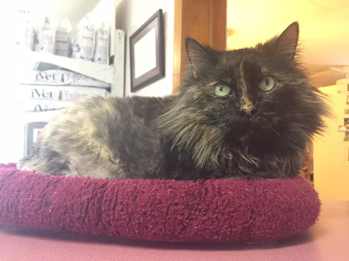 Northside Veterinary Clinic 12