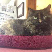 Northside Veterinary Clinic ico