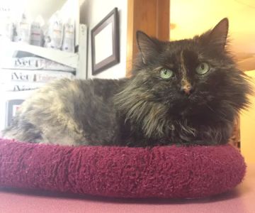 Northside Veterinary Clinic