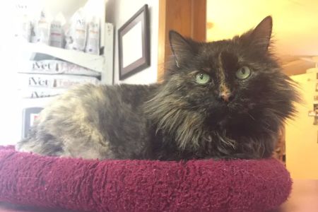 Northside Veterinary Clinic