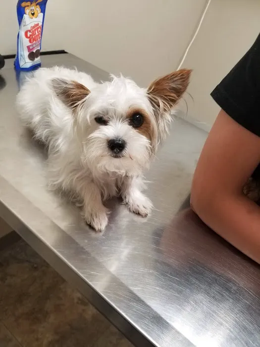 Etheridge Animal Hospital 8