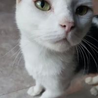 Animal Kingdom Veterinary Clinic ico