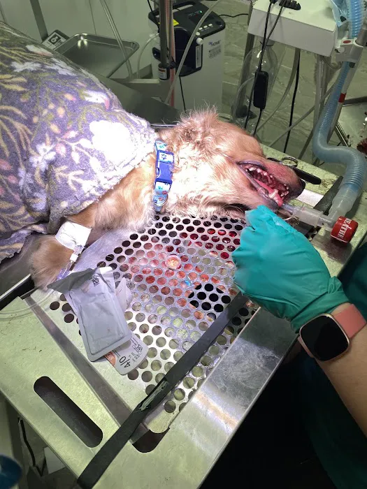 Midwest Veterinary Dentistry 12