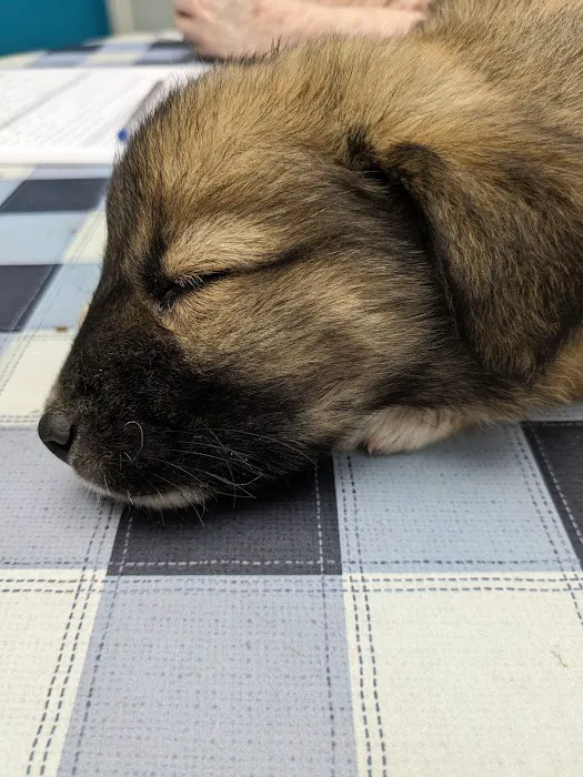 Harrodsburg Animal Hospital 12