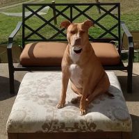 Harrodsburg Animal Hospital ico