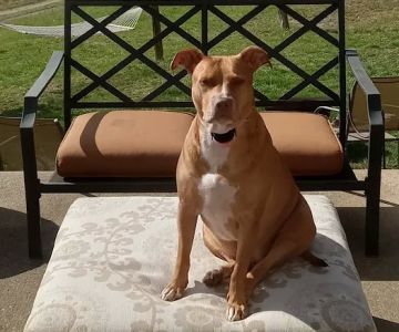 Harrodsburg Animal Hospital