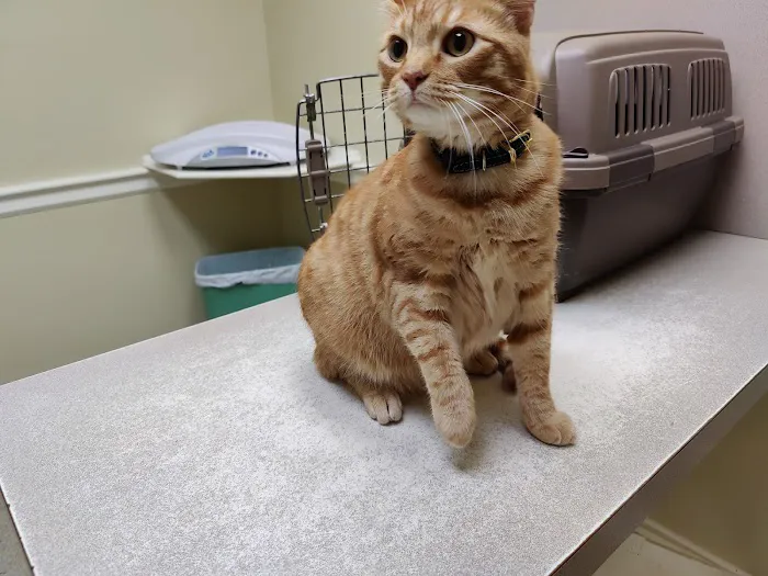 Nash, Cleveland, & Godfrey Veterinary Clinic 4