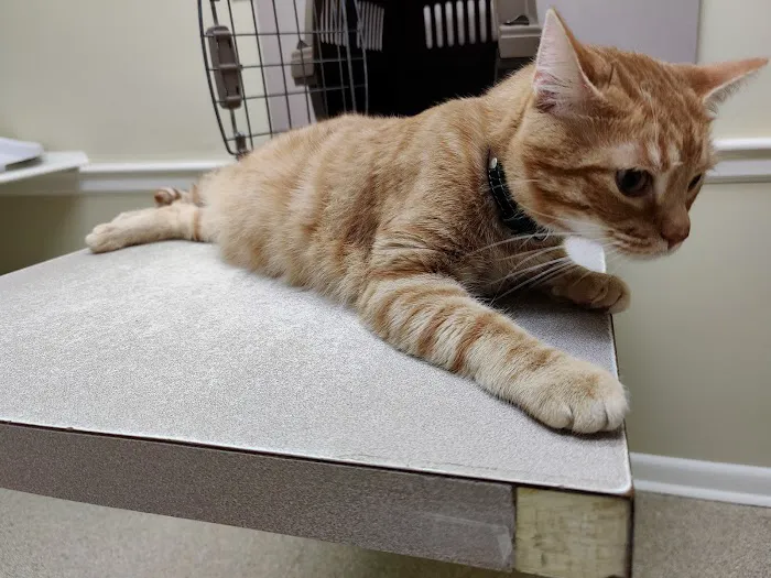 Nash, Cleveland, & Godfrey Veterinary Clinic 8