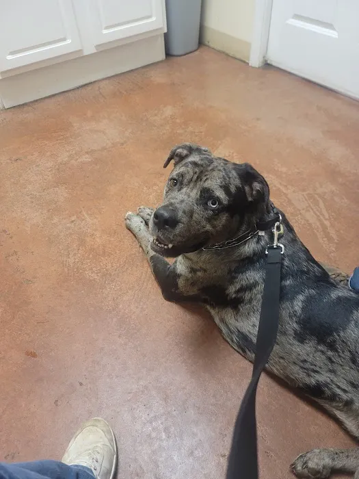 Town & Country Animal Clinic 10