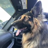 Town & Country Animal Clinic ico