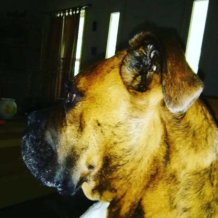 Danville Animal Clinic 12