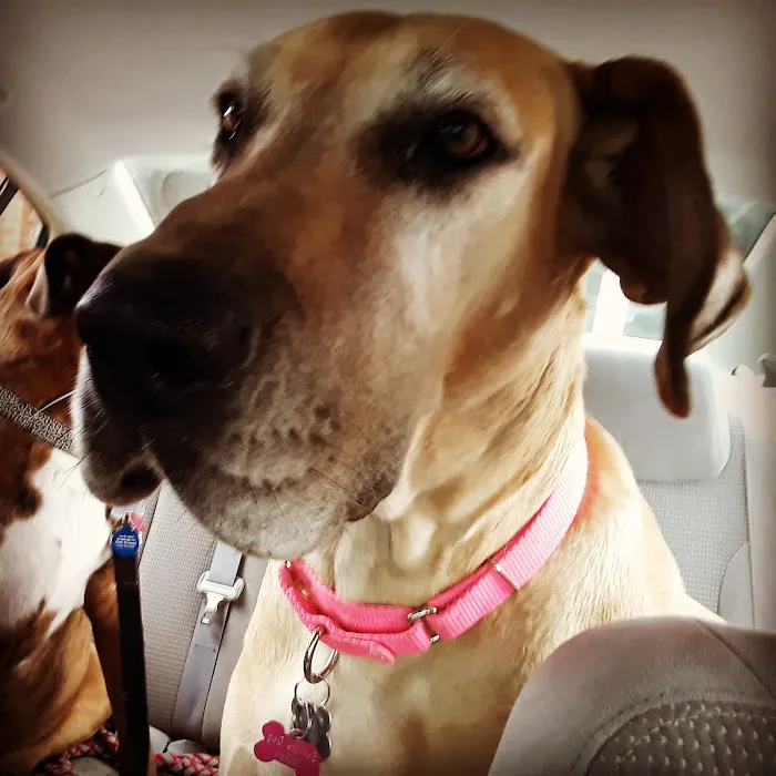Danville Animal Clinic 12