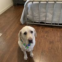 Danville Animal Clinic ico